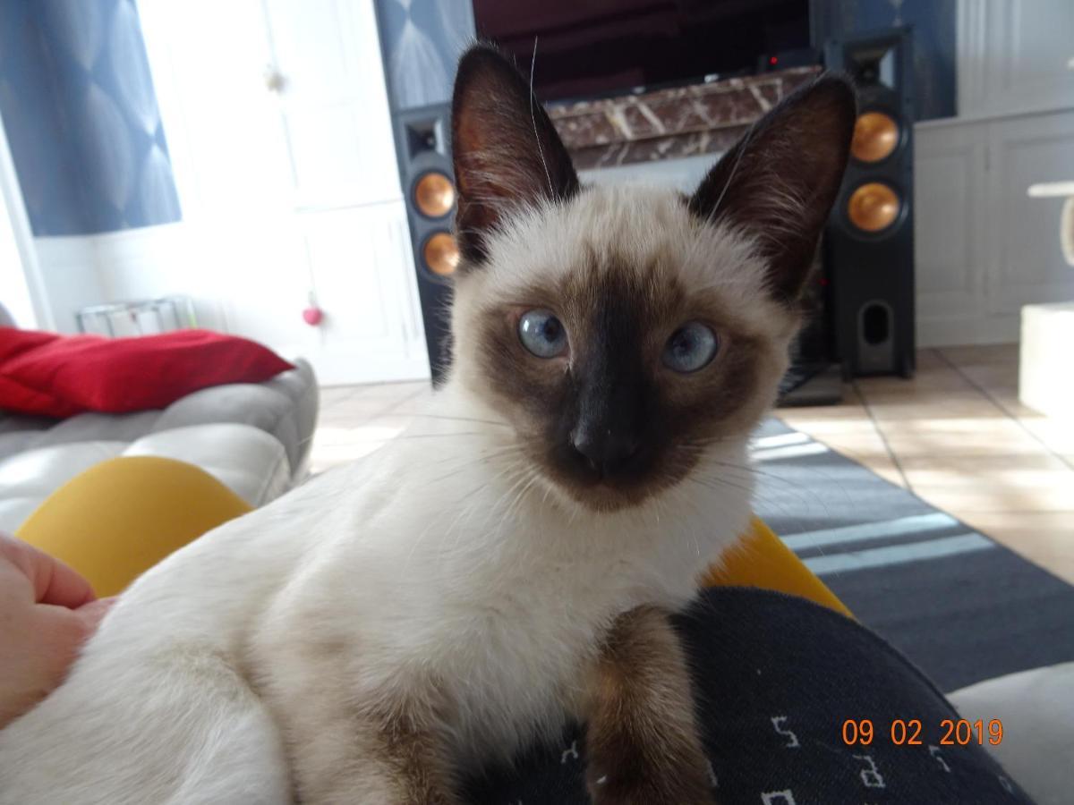 La Ferme Aux Chats Formigny Экстерьер фото