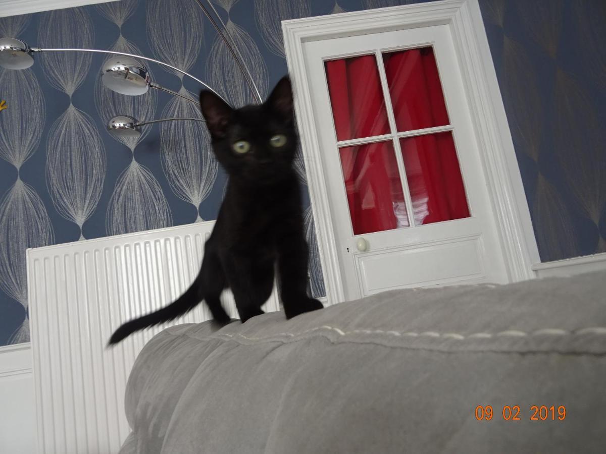 La Ferme Aux Chats Formigny Экстерьер фото